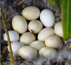 Duck Eggs  Muscovy