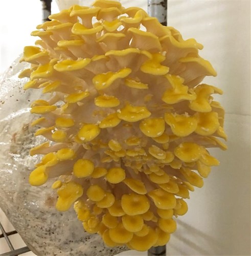 Golden Oyster Mushrooms