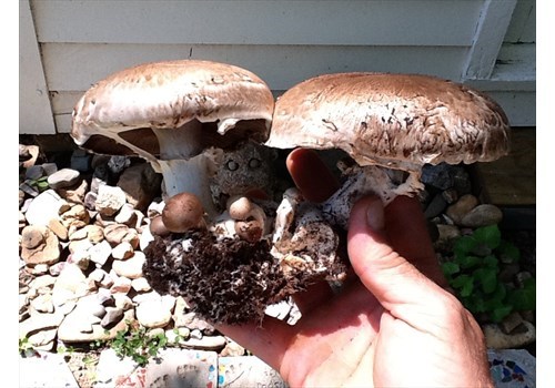 Portobello mushrooms