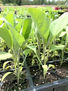 Plants, Eggplant