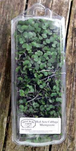 Microgreens, Red Acre Cabbage