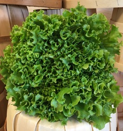 ****Lettuce, Bergums Green
