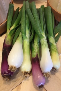 ….Onions, early Summer Variety