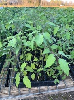 ***Plants, Tomato