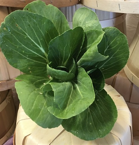 Greens, Bok-Choy, Baby