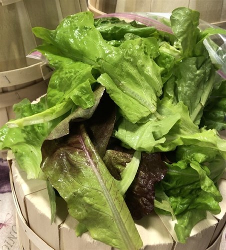 ****Lettuce, Loose Blend Salad Type