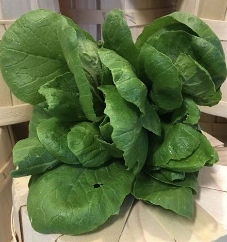 Greens, Spinach, Mustard