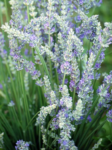Edible Flower, Lavender