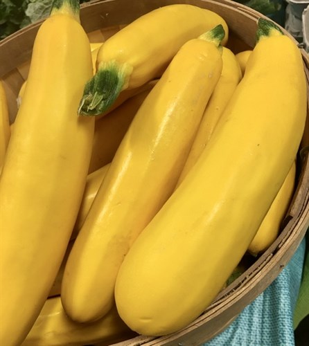 Squash, Zucchini Golden Glory