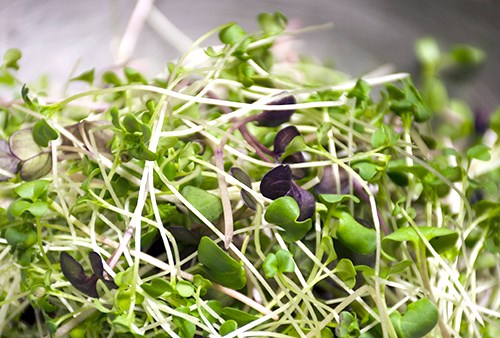 Microgreens, Wadish Mix