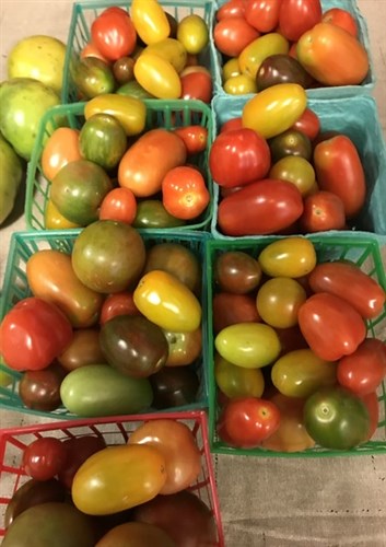 ****Tomatoes, Variety "lil" Tomatoes
