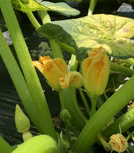 Squash Blossoms