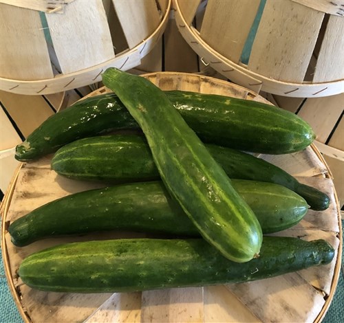Cucumber, English