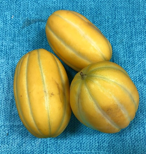 Melon, Korean (Sun Jewel)