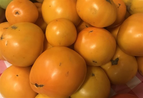 Tomato, Heirloom, Brandywine Yellow