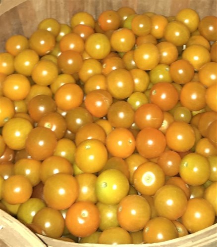 ****Tomatoes, Cherry, Sungold