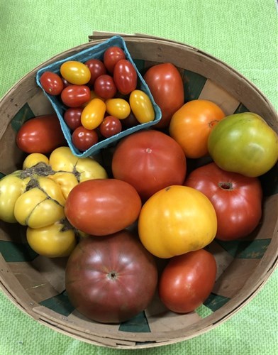 Tomato Taste Test Kit