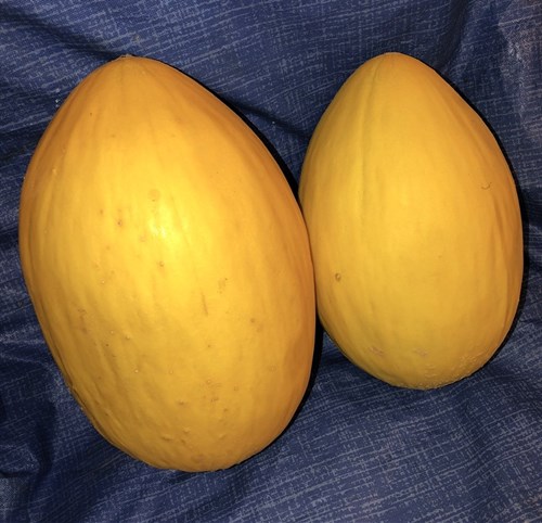 Melon, Canary
