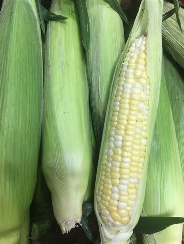 Corn, Sweet Bi-Color