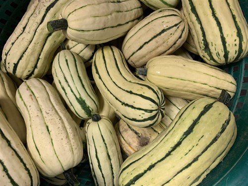 *****Squash, Delicata (Edible Skins)