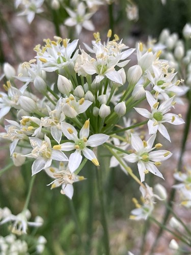 Edible Flowers, Garlic Chive