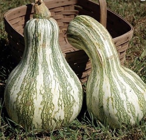 *****Winter, Squash, Cushaw