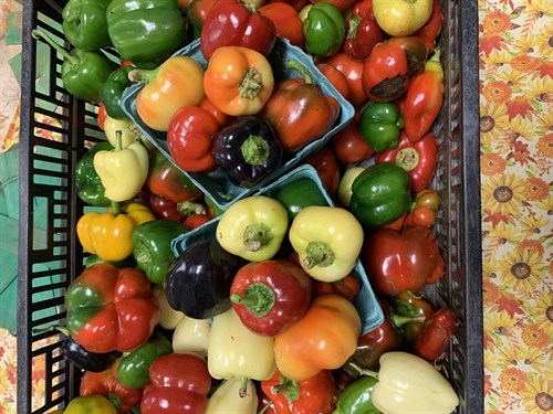 Peppers, Pepper Palooza Sweet