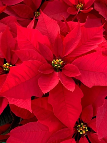 ******Poinsettias