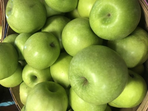 Drumheller's Apples, Summer Lodi