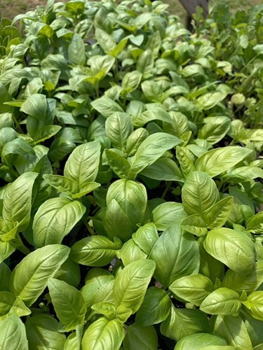 Herb Plants, Green Basil