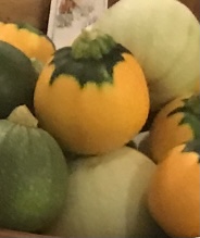 Squash, Zucchini "Ball Squash"