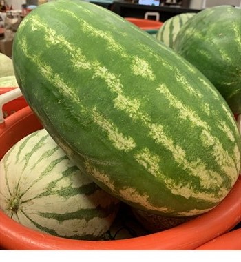 Melon, Watermelon, Red Seeded