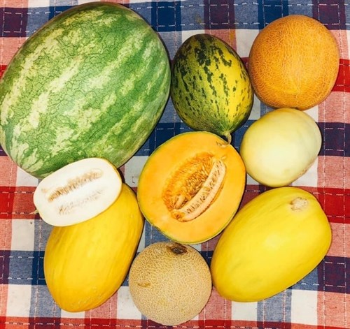 Melon Taste Test Kit!