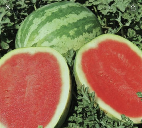 Melon, Watermelon, Sugar Heart Red Seedless