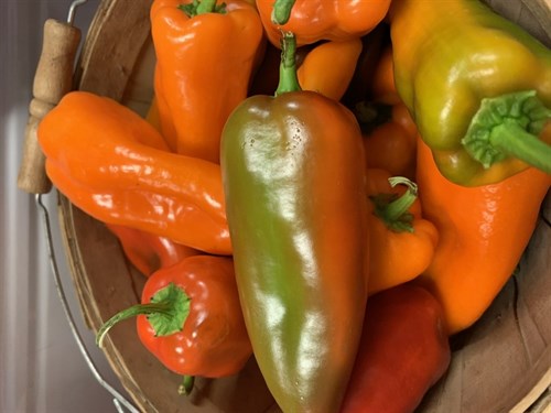 Pepper, Sweetie Sweets