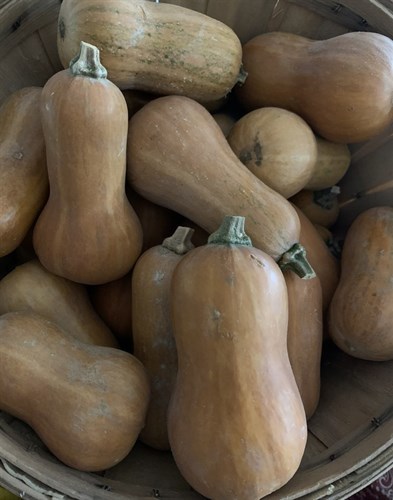 *****Squash, Honey-Nut Butternut (Edible Skins)