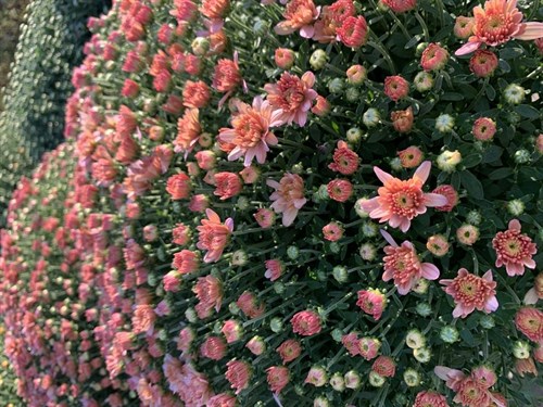 *****MUMS, Large, Greenhouse Grown