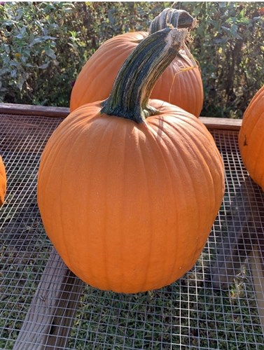 ****SALE Pumpkin, Traditional Jack O Lantern