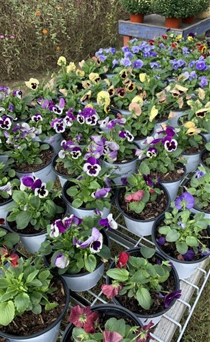 ….Flower, Pansies, 6" Pots