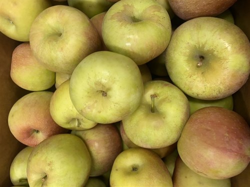 KRF-Drumheller's Apples, EverCrisp