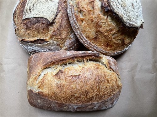 Jalapeño Cheddar Sourdough Boule