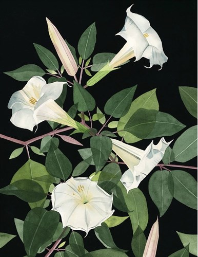 Flower Plants, MOON FLOWERS