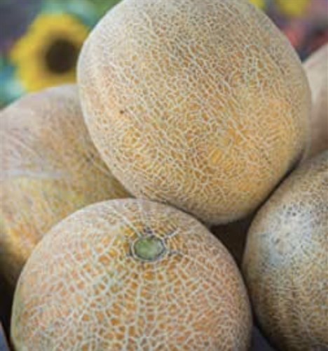 Melon, Ambrosia