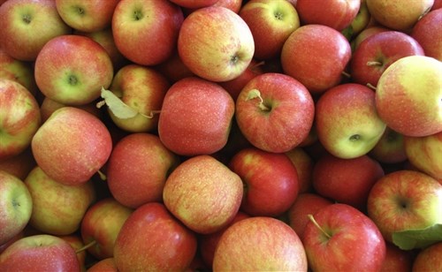 ..KRF Drumheller's Apples, Jonagold