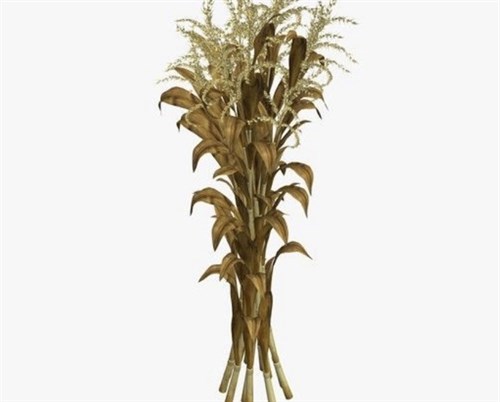 *****Corn Stalks (bundle)…..