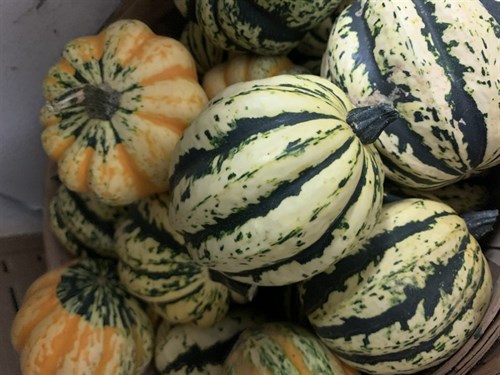 Squash, Sweet Dumpling