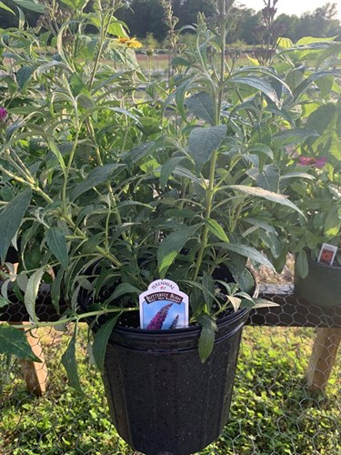 Flowers, Butterfly Bush