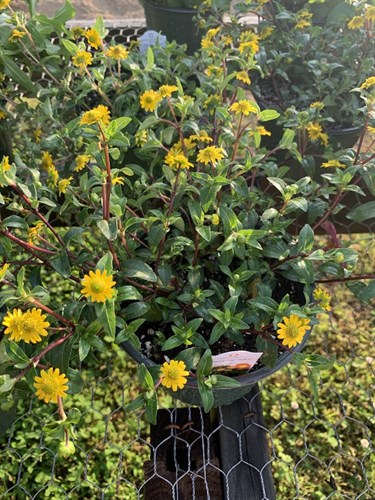 Flowers, Creeping Zinnia