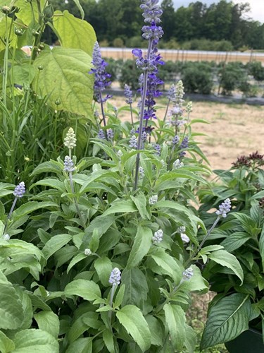 Flowers, Salvia