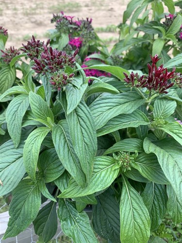 Flowers, Lucky Star (Pentas)